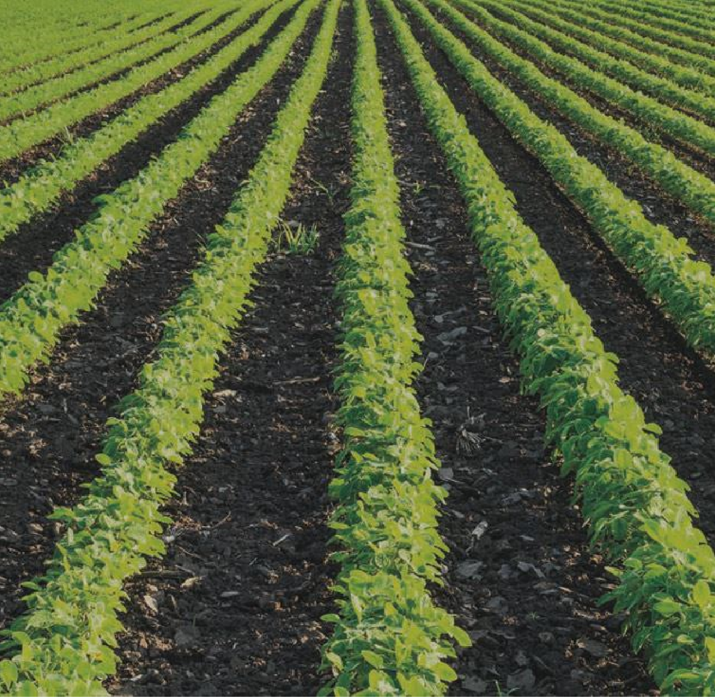 Cultivations Cultivations