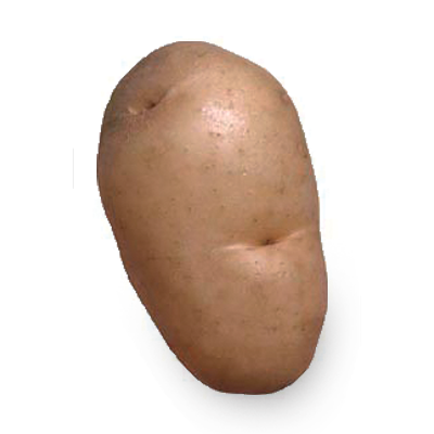 Patata