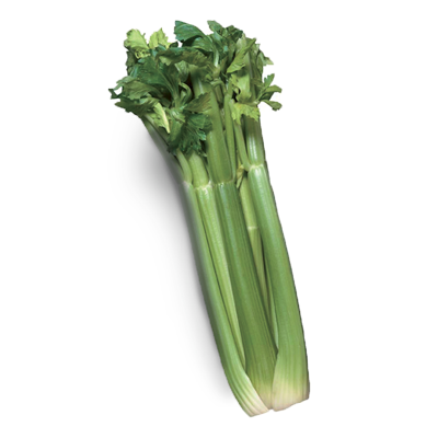 Sedano