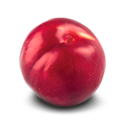 Susina Fortune